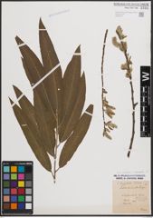 Foto von Salix cinerea L. x Salix viminalis L.